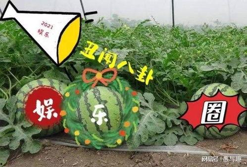 娱乐吃大瓜,明星们的“大瓜”盛宴